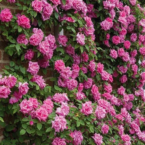 Rosa Climbing Zephirine Drouhin - View 14 from www redcrocus com