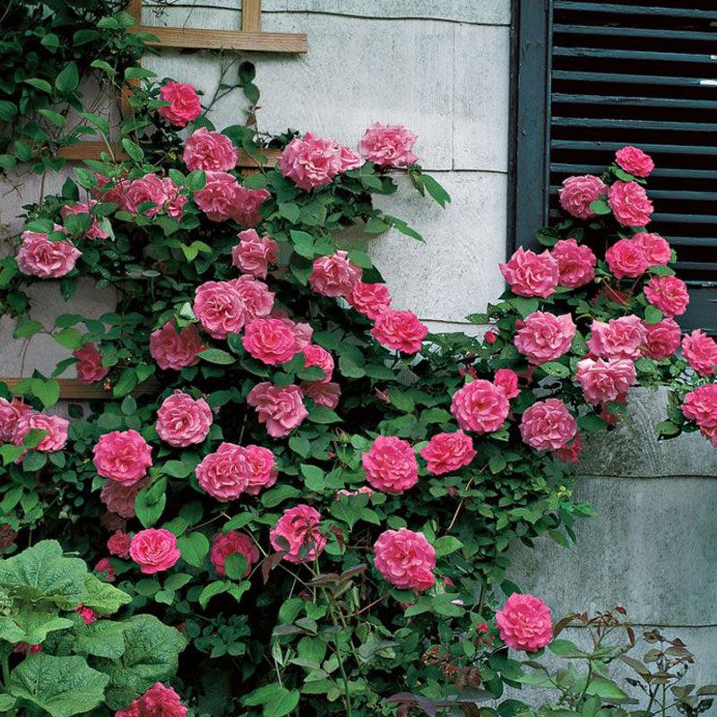 Rosa Climbing Zephirine Drouhin - View 15 from www redcrocus com