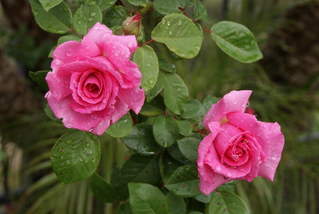 Rosa Climbing Zephirine Drouhin - View 16 from www redcrocus com
