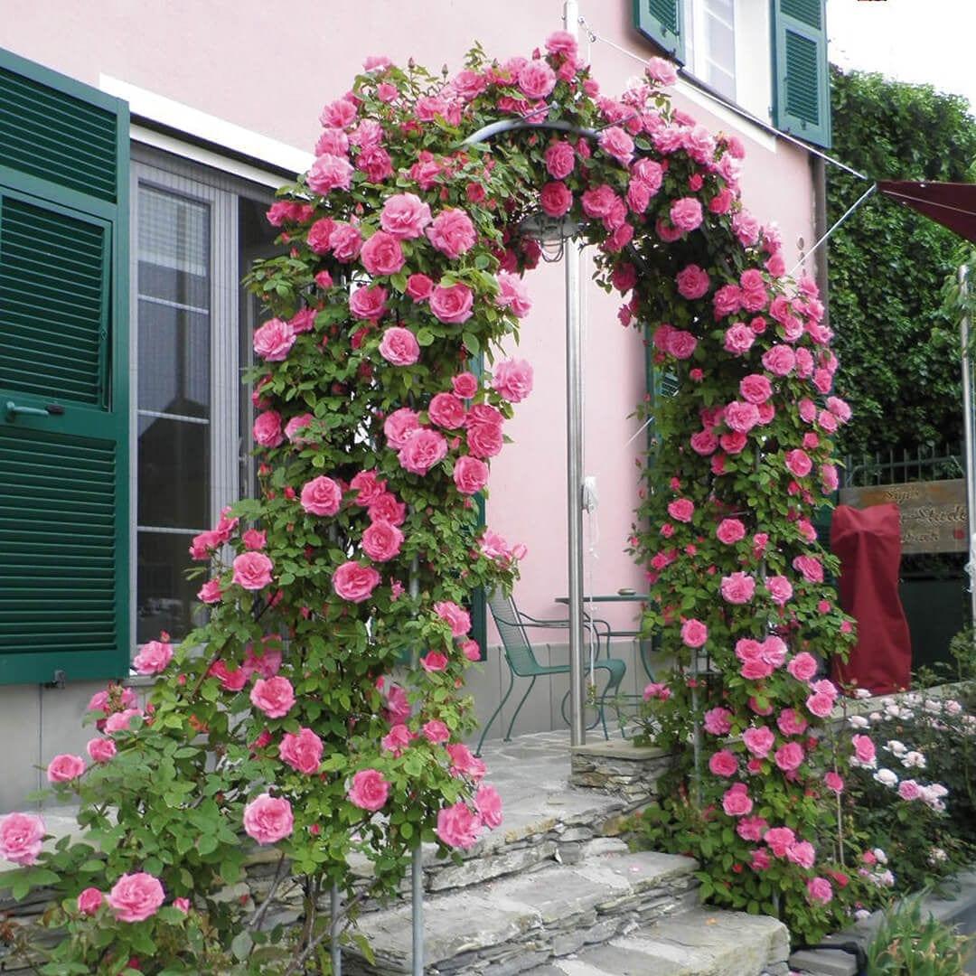 Rosa Climbing Zephirine Drouhin - View 18 from www redcrocus com