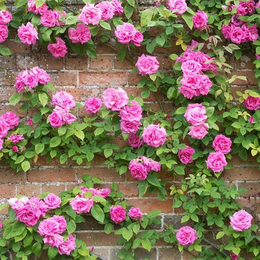 Rosa Climbing Zephirine Drouhin - View 19 from www redcrocus com