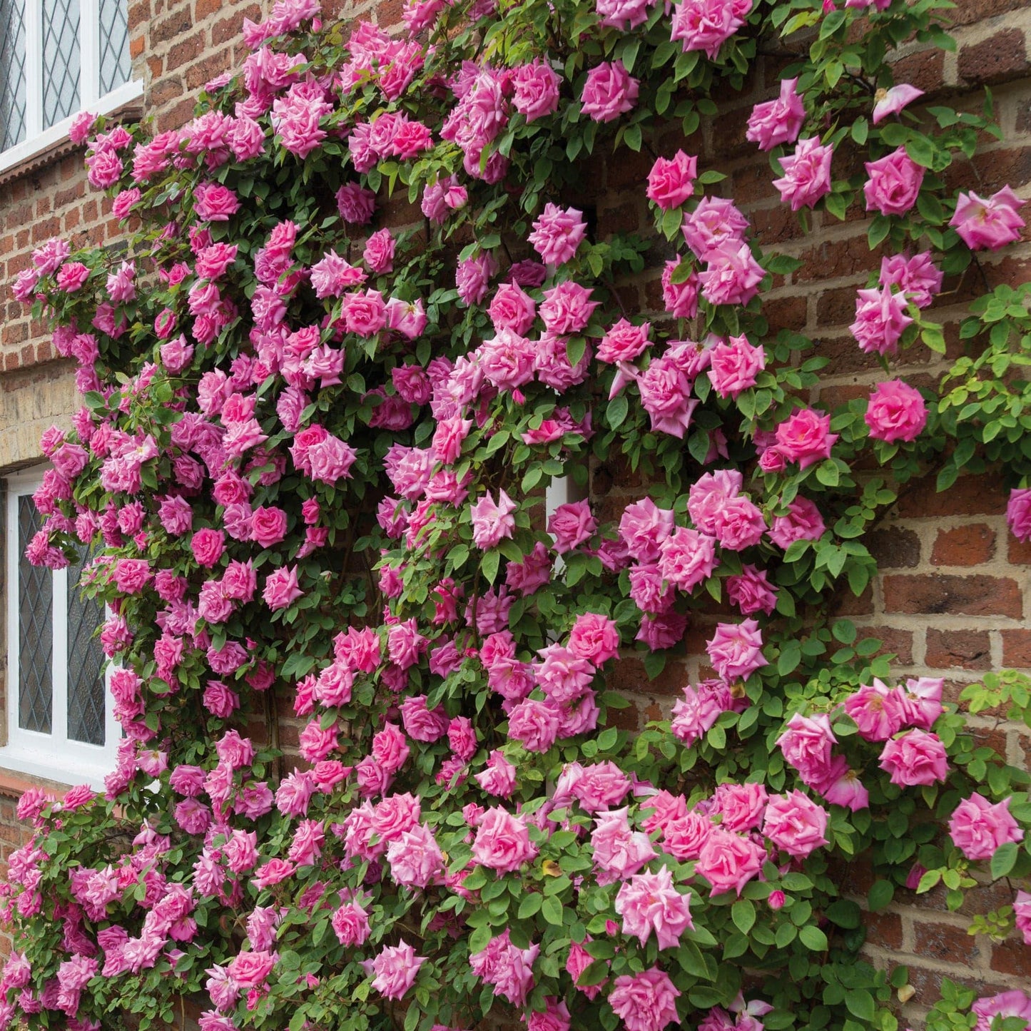 Rosa Climbing Zephirine Drouhin - View 2 from www redcrocus com