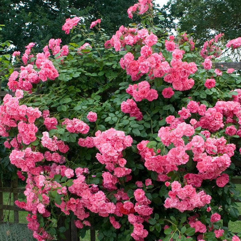 Rosa Climbing Zephirine Drouhin - View 4 from www redcrocus com