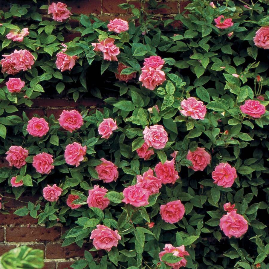 Rosa Climbing Zephirine Drouhin - View 6 from www redcrocus com
