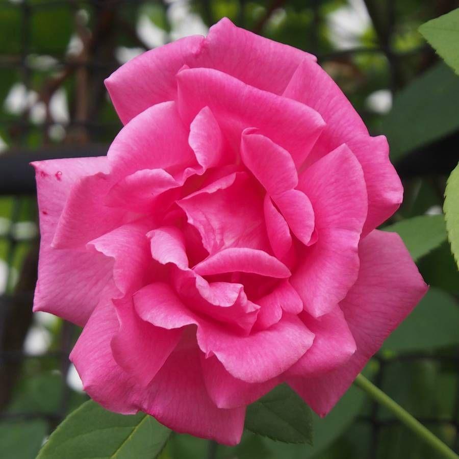 Rosa Climbing Zephirine Drouhin - View 7 from www redcrocus com