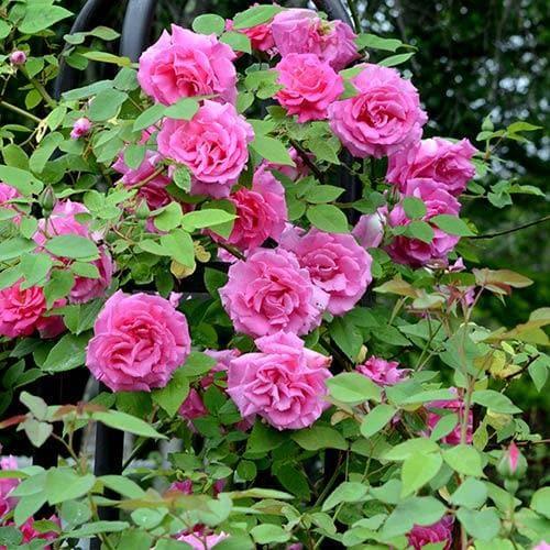 Rosa Climbing Zephirine Drouhin - View 8 from www redcrocus com