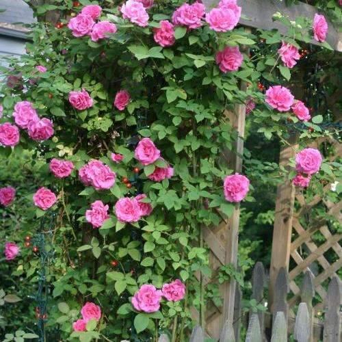 Rosa Climbing Zephirine Drouhin - View 9 from www redcrocus com
