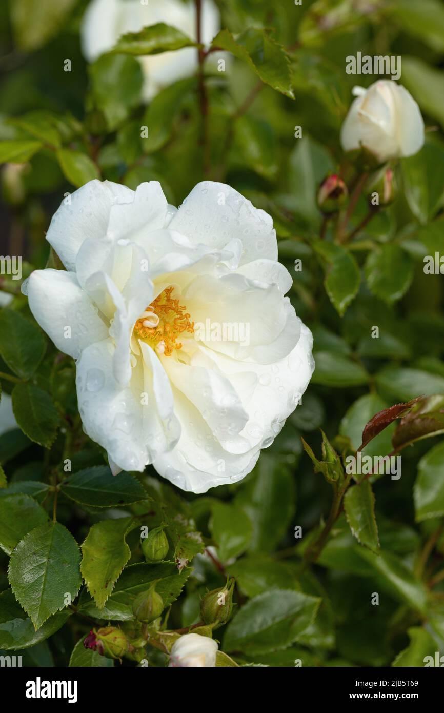 Rosa Landscape Flower Carpet White - View 12 from www redcrocus com