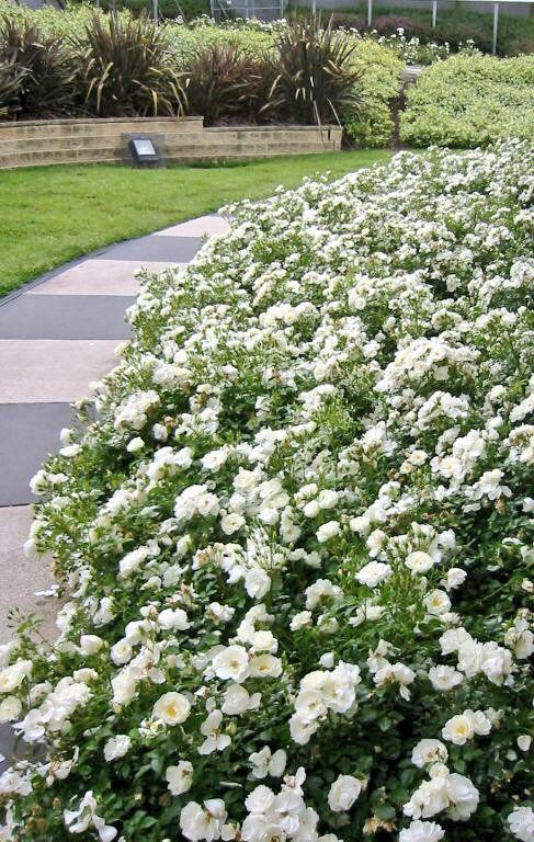 Rosa Landscape Flower Carpet White - View 1 from www redcrocus com
