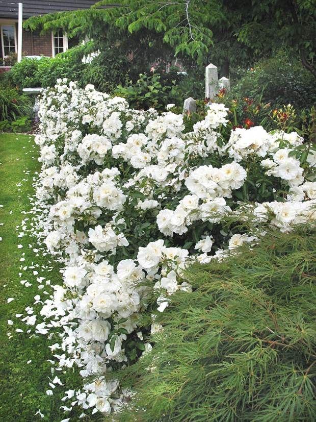 Rosa Landscape Flower Carpet White - View 4 from www redcrocus com