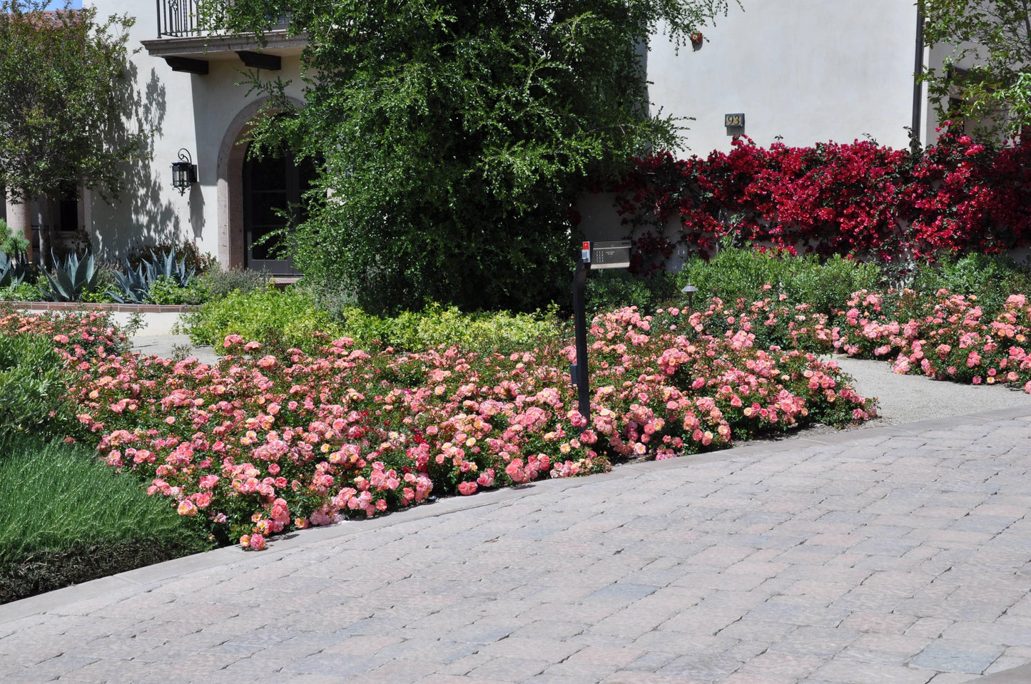 Rosa, Landscape 'flower Carpet Appleblossom' - View 10 from www redcrocus com