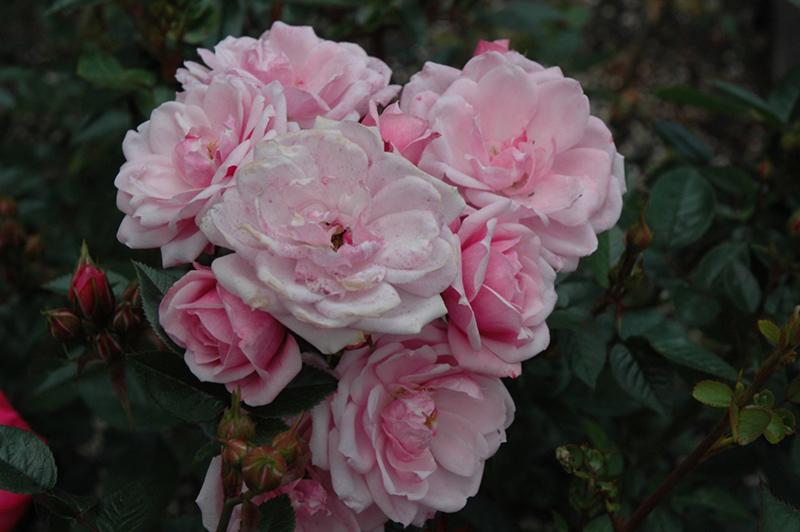 Rosa, Landscape 'flower Carpet Appleblossom' - View 11 from www redcrocus com