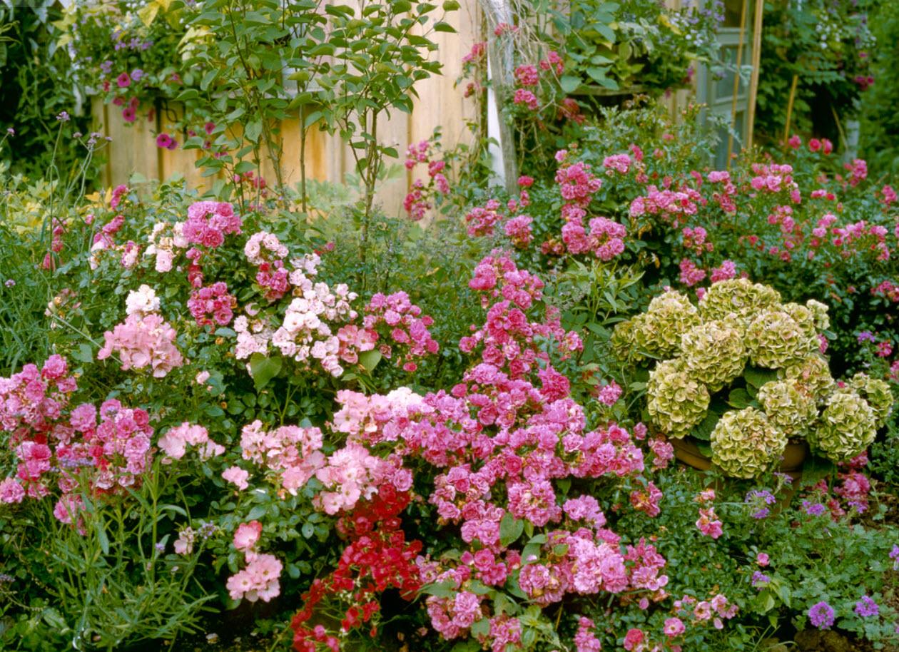 Rosa, Landscape 'flower Carpet Appleblossom' - View 12 from www redcrocus com