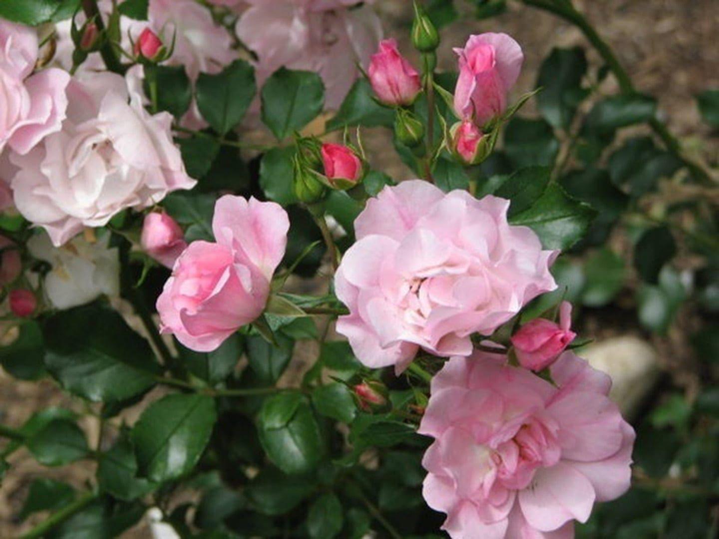 Rosa, Landscape 'flower Carpet Appleblossom' - View 13 from www redcrocus com