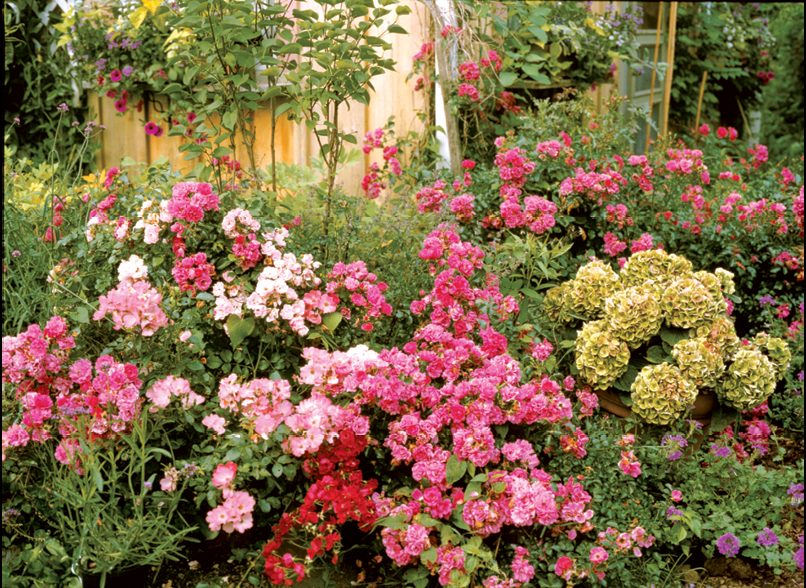 Rosa, Landscape 'flower Carpet Appleblossom' - View 14 from www redcrocus com