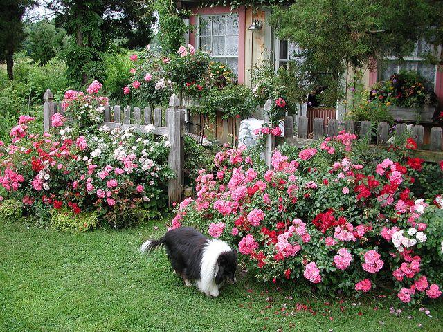 Rosa, Landscape 'flower Carpet Appleblossom' - View 14 from www redcrocus com