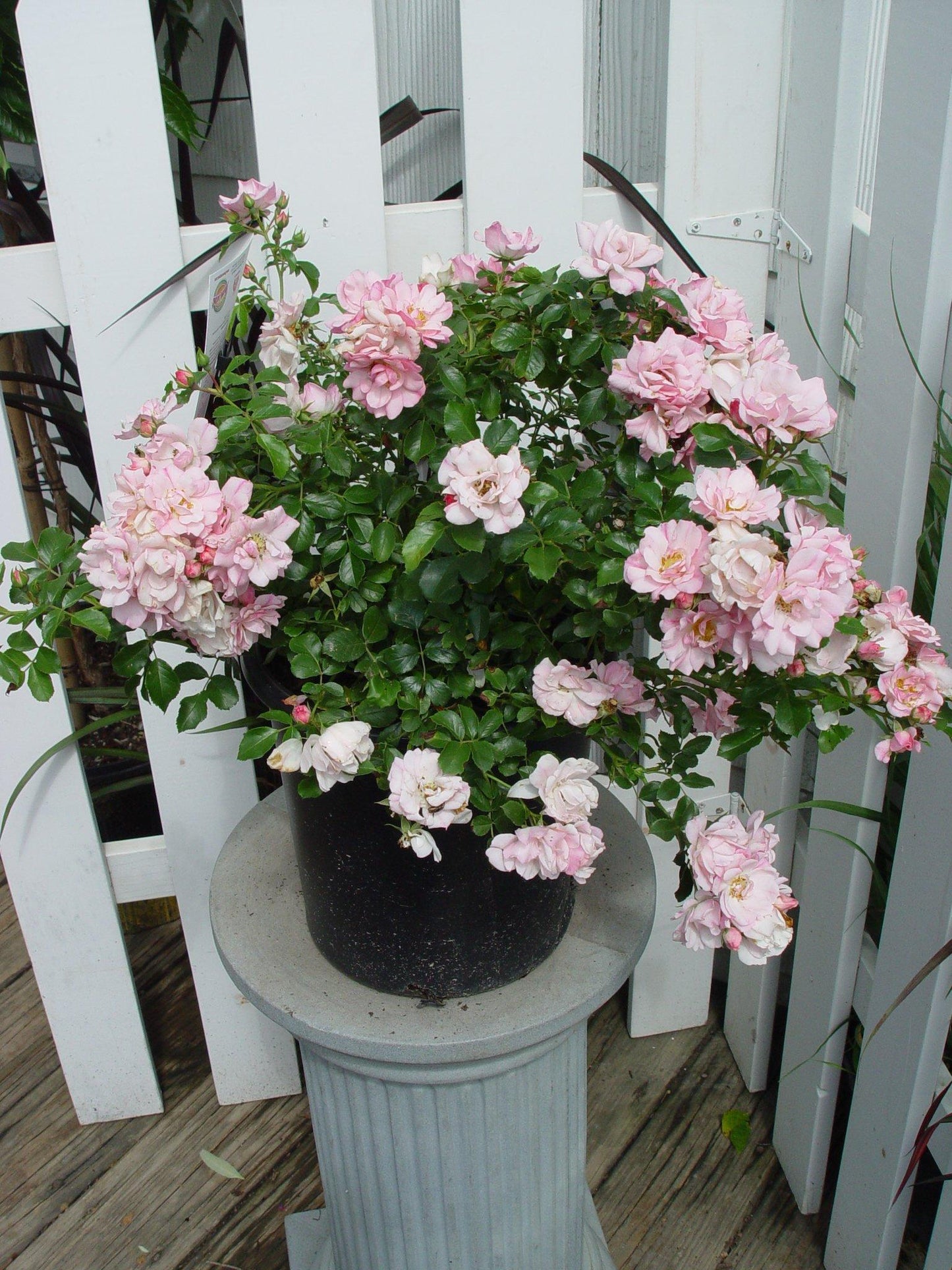 Rosa, Landscape 'flower Carpet Appleblossom' - View 15 from www redcrocus com