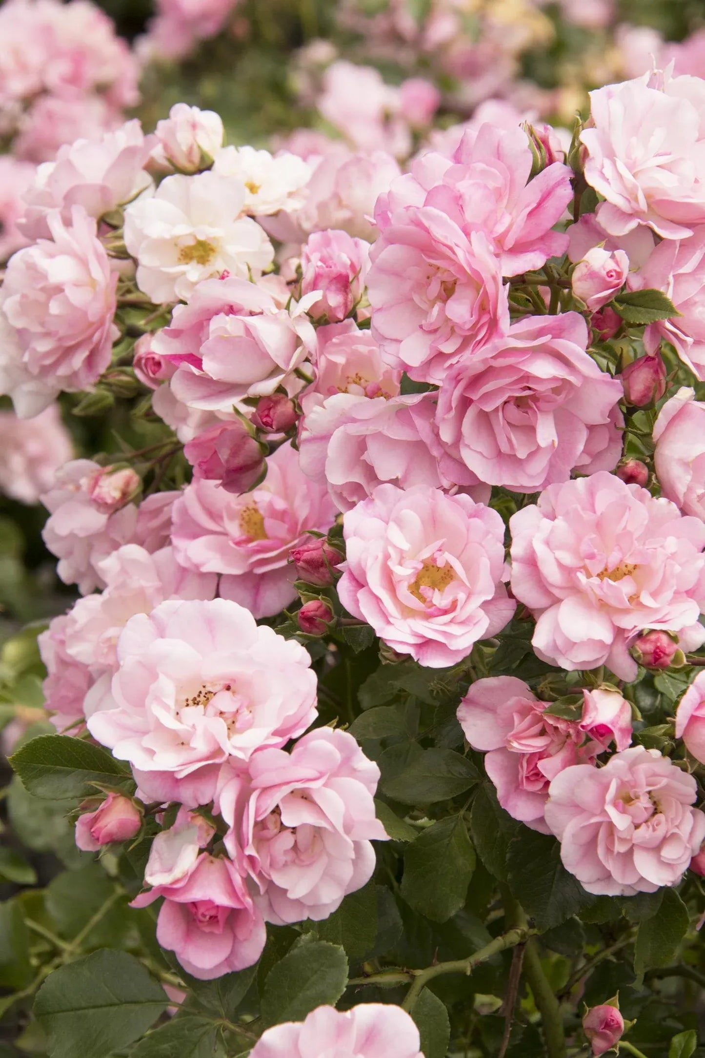 Rosa, Landscape 'flower Carpet Appleblossom' - View 1 from www redcrocus com