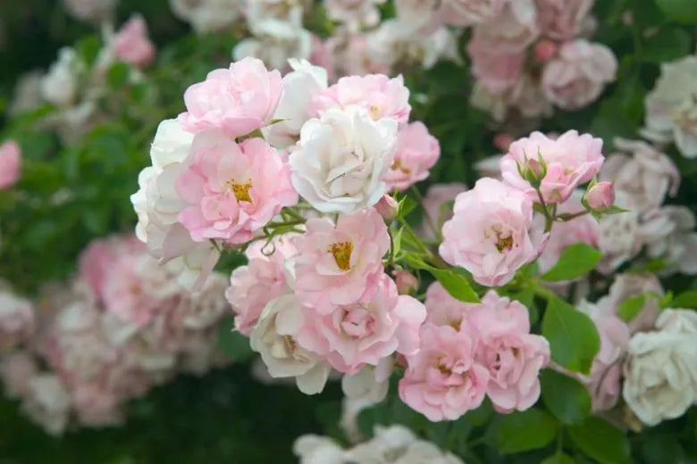 Rosa, Landscape 'flower Carpet Appleblossom' - View 2 from www redcrocus com