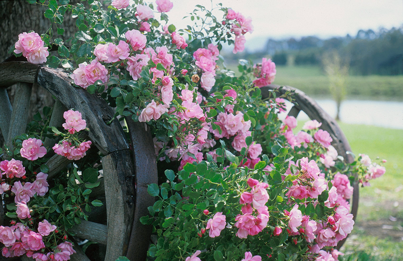 Rosa, Landscape 'flower Carpet Appleblossom' - View 3 from www redcrocus com