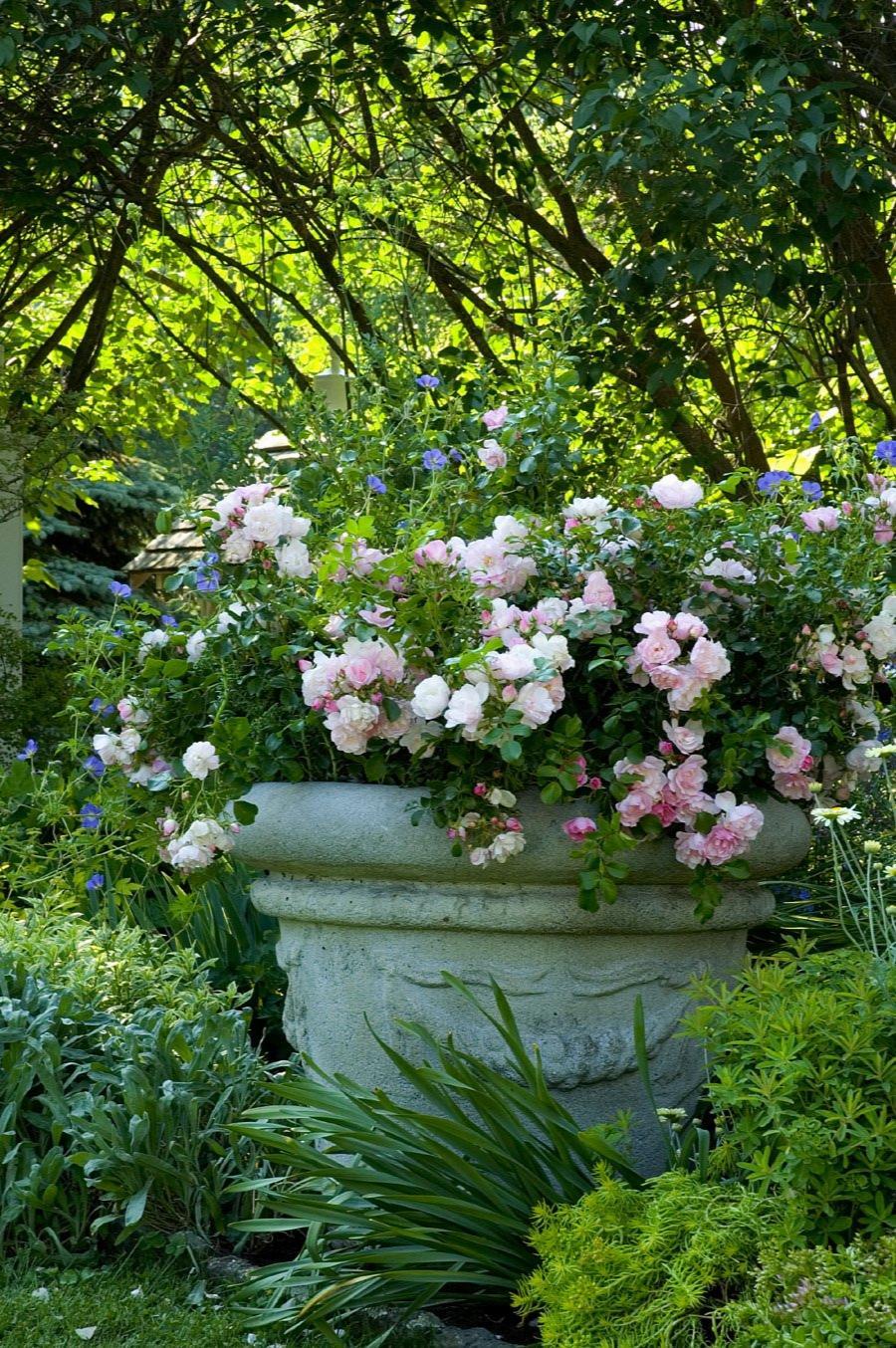 Rosa, Landscape 'flower Carpet Appleblossom' - View 3 from www redcrocus com