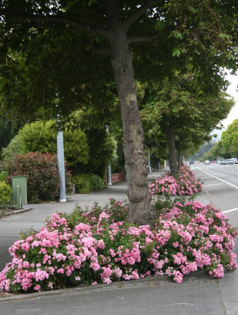 Rosa, Landscape 'flower Carpet Appleblossom' - View 4 from www redcrocus com