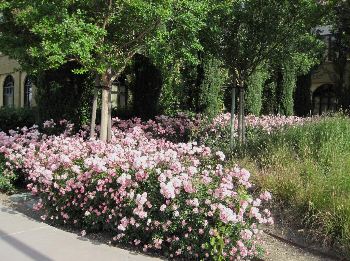 Rosa, Landscape 'flower Carpet Appleblossom' - View 5 from www redcrocus com