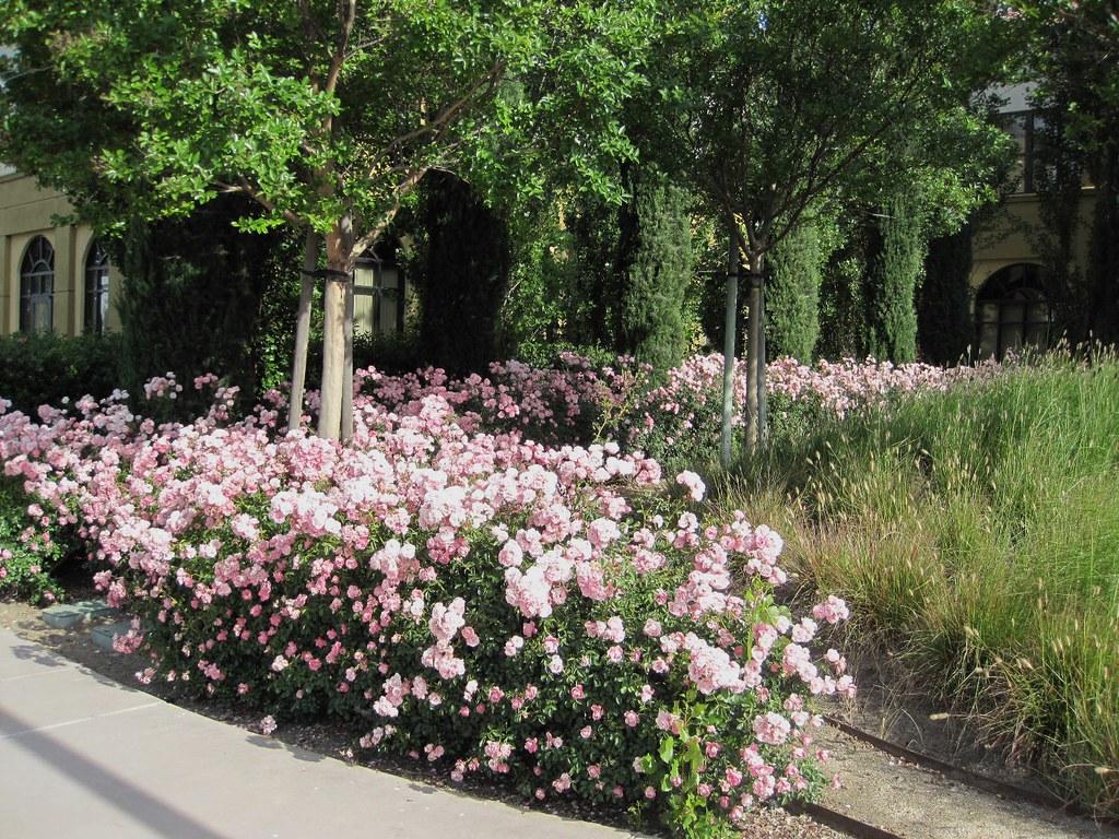 Rosa, Landscape 'flower Carpet Appleblossom' - View 6 from www redcrocus com