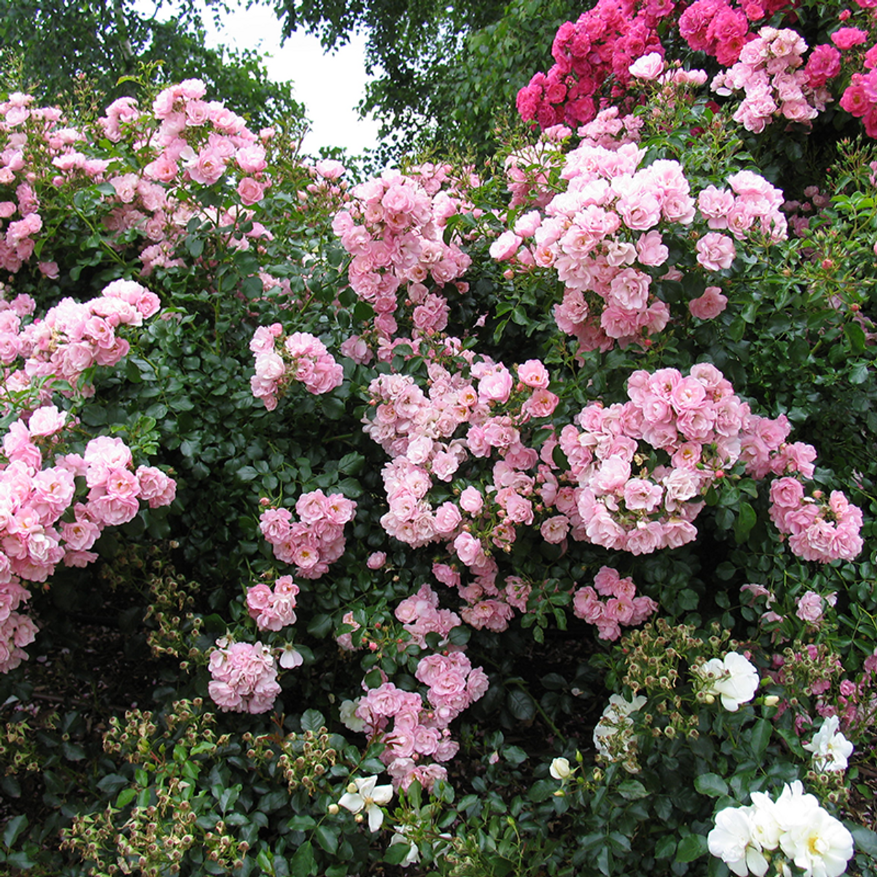 Rosa, Landscape 'flower Carpet Appleblossom' - View 7 from www redcrocus com