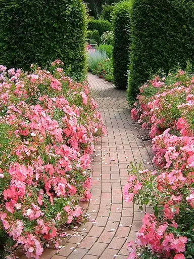 Rosa, Landscape 'flower Carpet Appleblossom' - View 8 from www redcrocus com