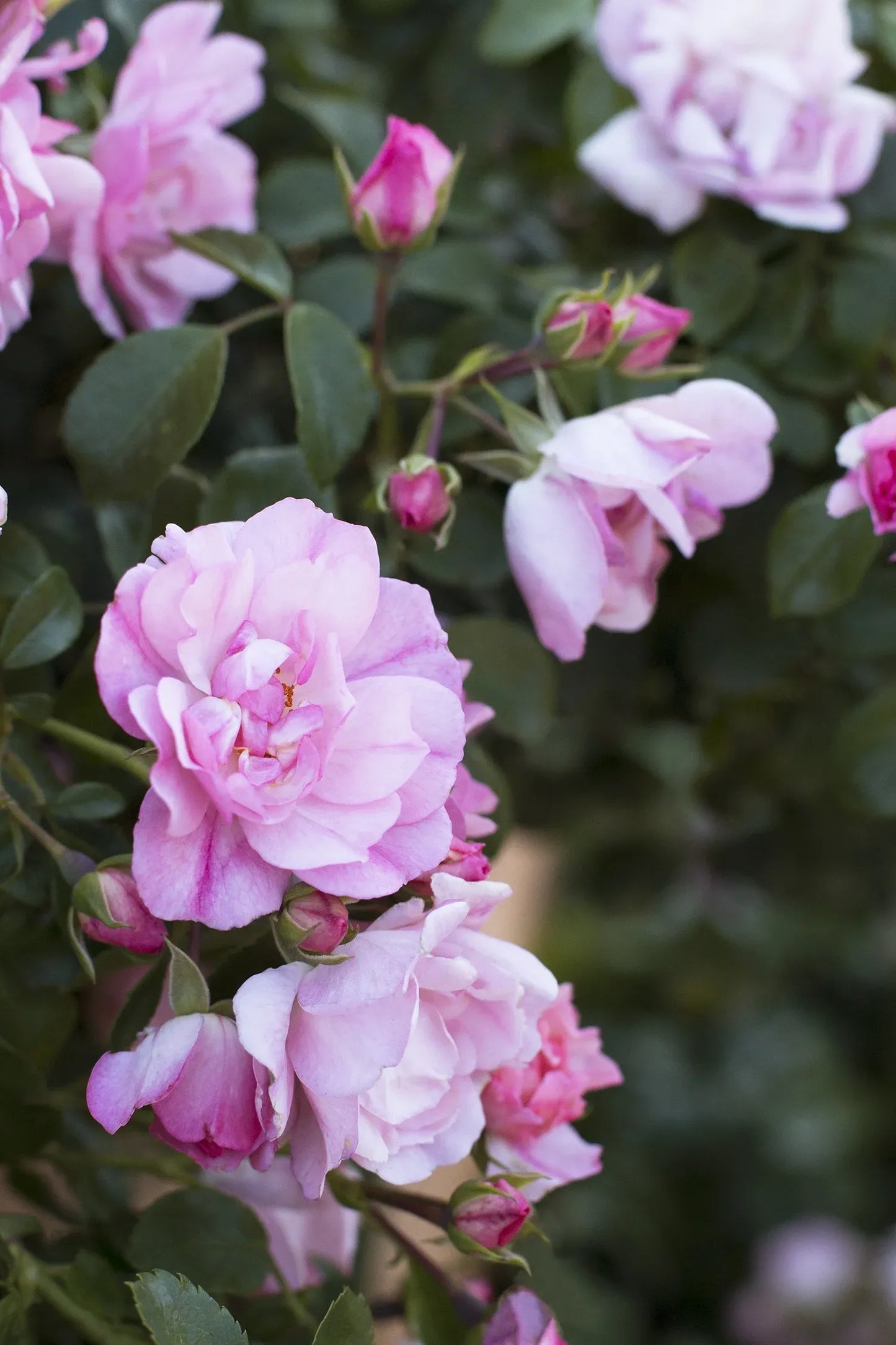 Rosa, Landscape 'flower Carpet Appleblossom' - View 9 from www redcrocus com