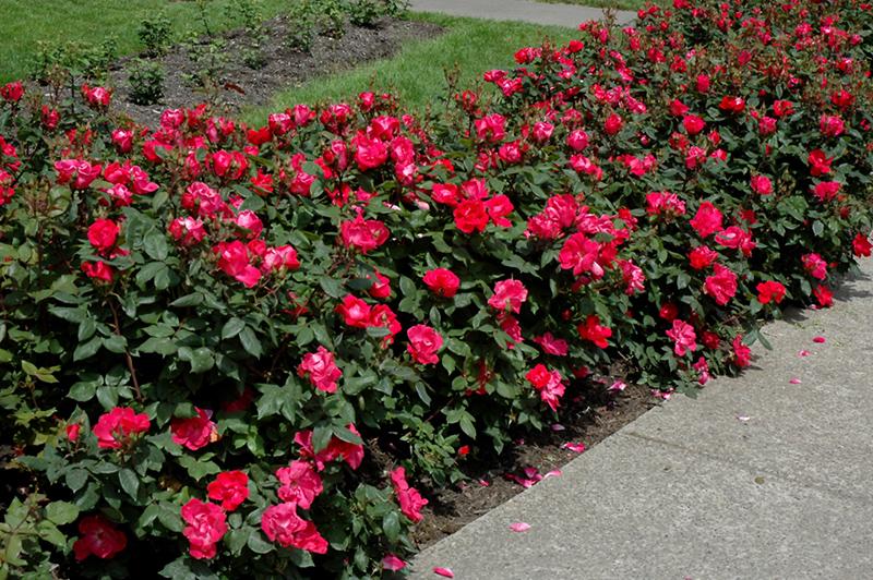Rosa Landscape Double Red Knock Out - View 20 from www redcrocus com