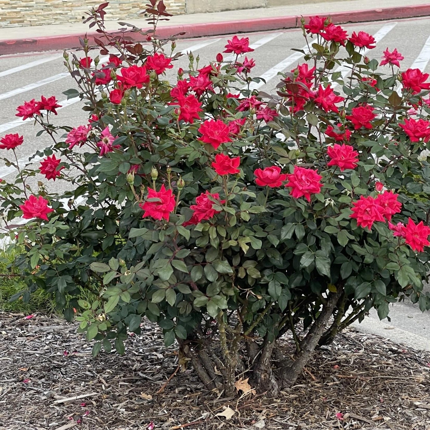 Rosa Landscape Double Red Knock Out - View 6 from www redcrocus com