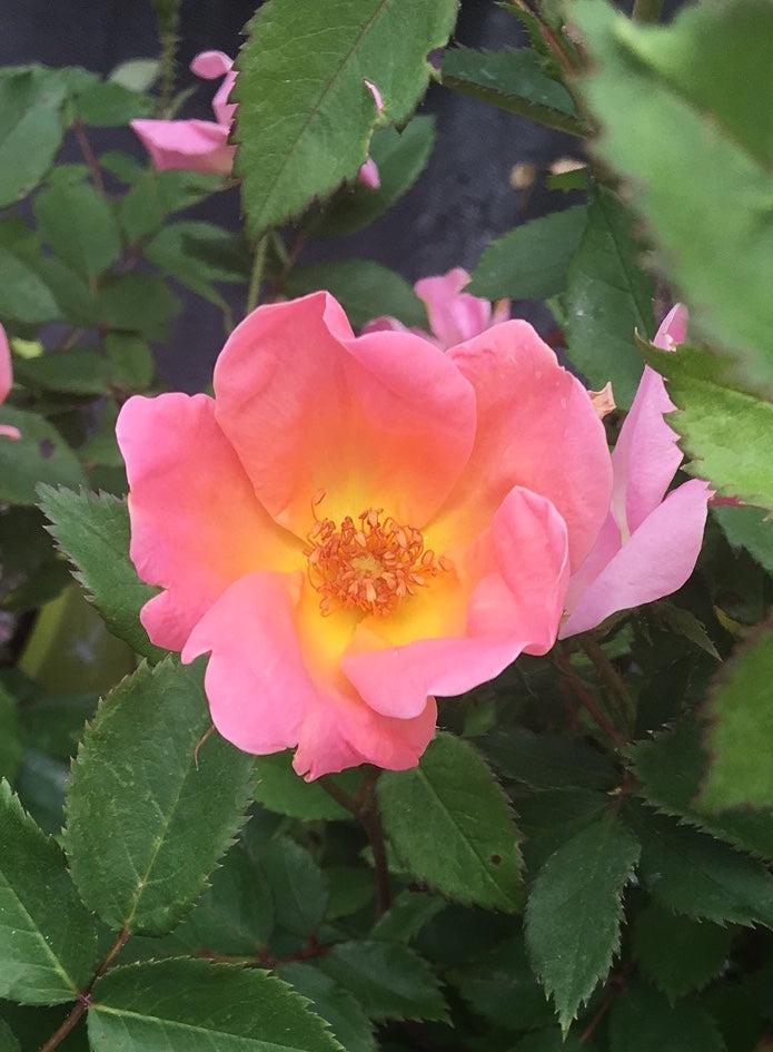 Rosa Landscape Rainbow Knock Out - View 10 from www redcrocus com