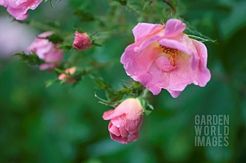 Rosa Landscape Rainbow Knock Out - View 11 from www redcrocus com
