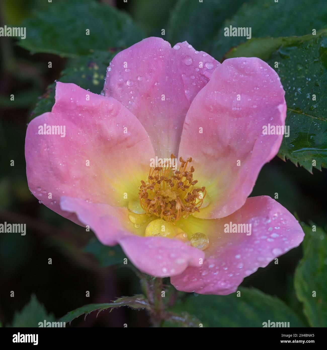 Rosa Landscape Rainbow Knock Out - View 1 from www redcrocus com