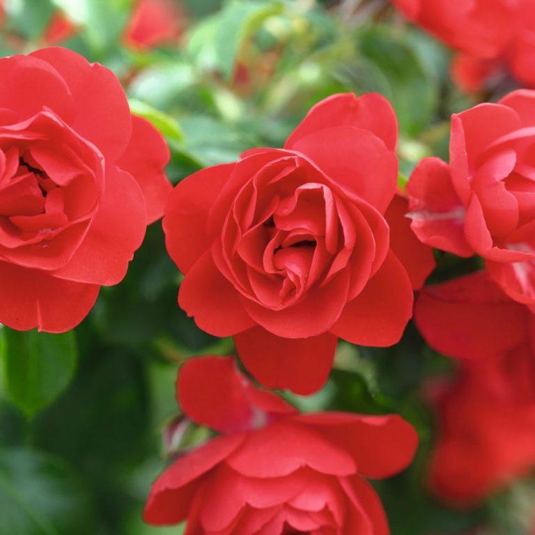 Rosa Landscape Flower Carpet Scarlet - View 13 from www redcrocus com