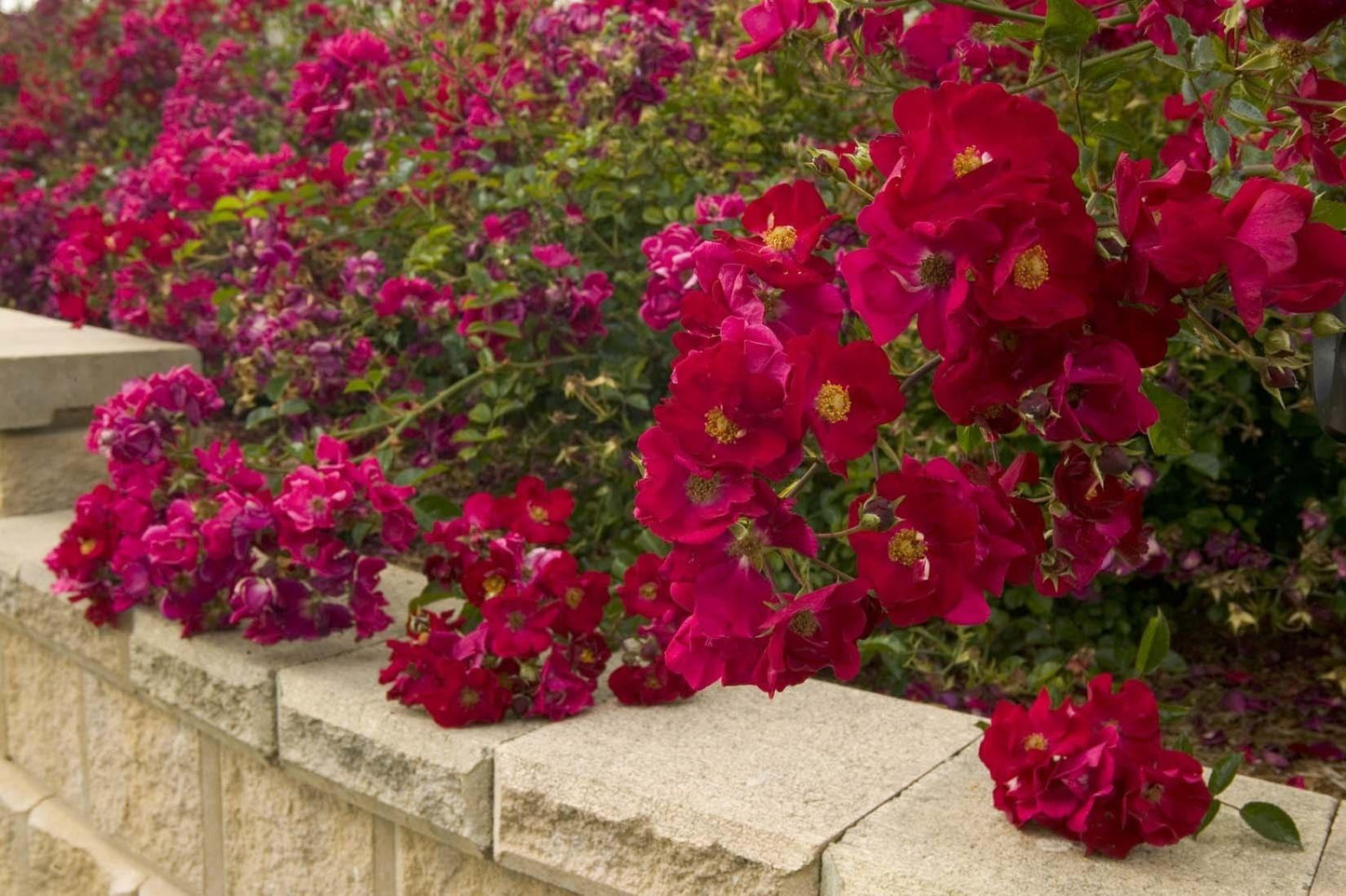 Rosa Landscape Flower Carpet Scarlet - View 2 from www redcrocus com