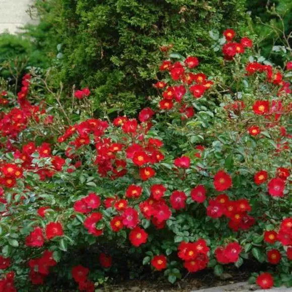 Rosa Landscape Flower Carpet Scarlet - View 4 from www redcrocus com