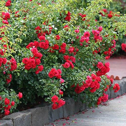 Rosa Landscape Flower Carpet Scarlet - View 4 from www redcrocus com