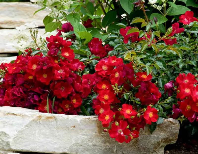 Rosa Landscape Flower Carpet Scarlet - View 5 from www redcrocus com