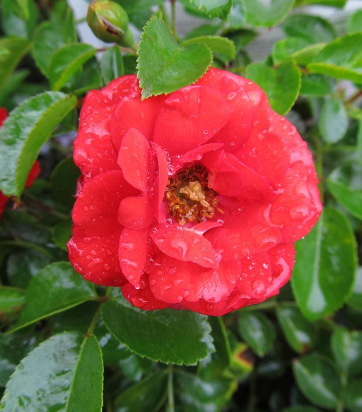 Rosa Landscape Flower Carpet Scarlet - View 8 from www redcrocus com