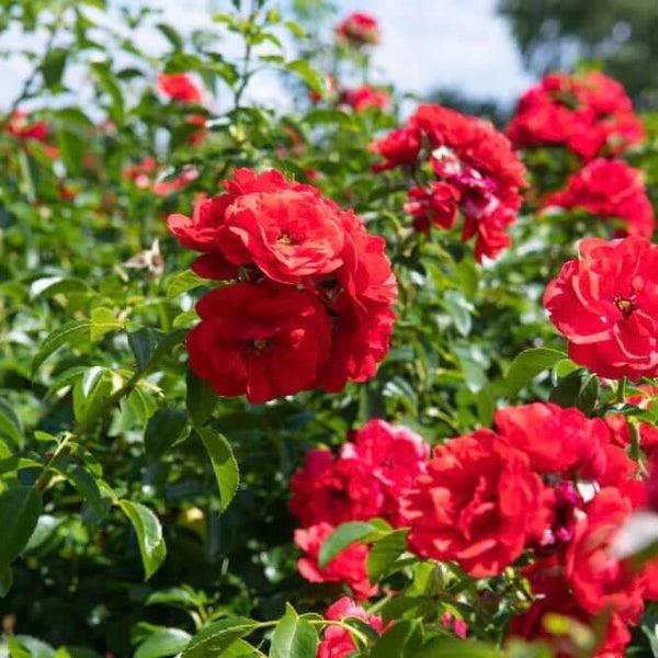 Rosa Landscape Flower Carpet Scarlet - View 9 from www redcrocus com