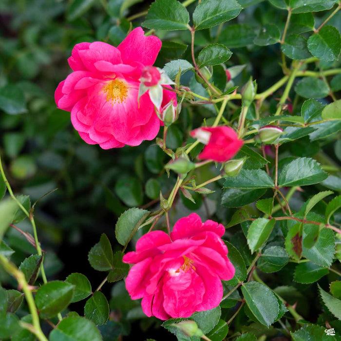 Rosa Landscape Flower Carpet Pink Supreme - View 10 from www redcrocus com