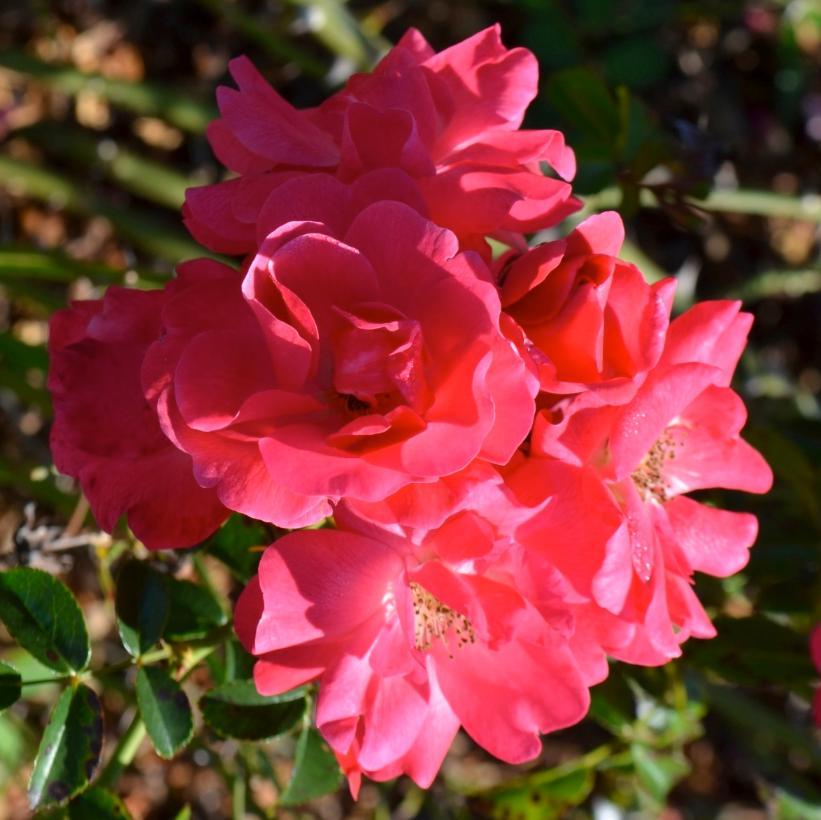Rosa Landscape Flower Carpet Pink Supreme - View 11 from www redcrocus com