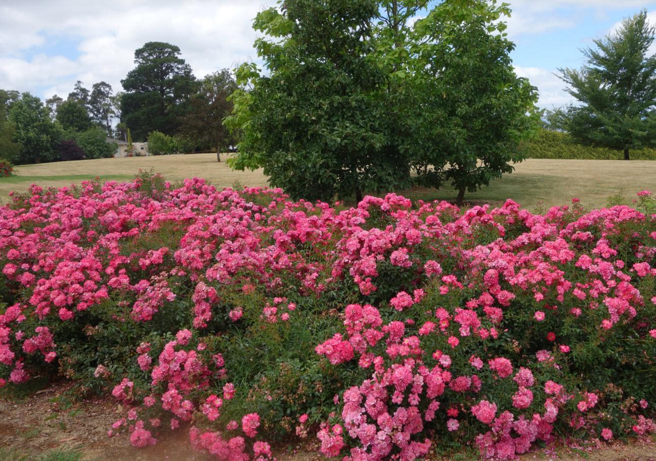 Rosa Landscape Flower Carpet Pink Supreme - View 13 from www redcrocus com