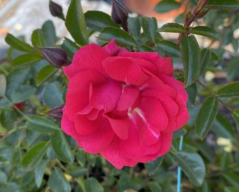 Rosa Landscape Flower Carpet Pink Supreme - View 15 from www redcrocus com