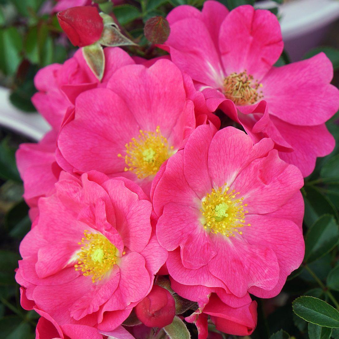Rosa Landscape Flower Carpet Pink Supreme - View 17 from www redcrocus com