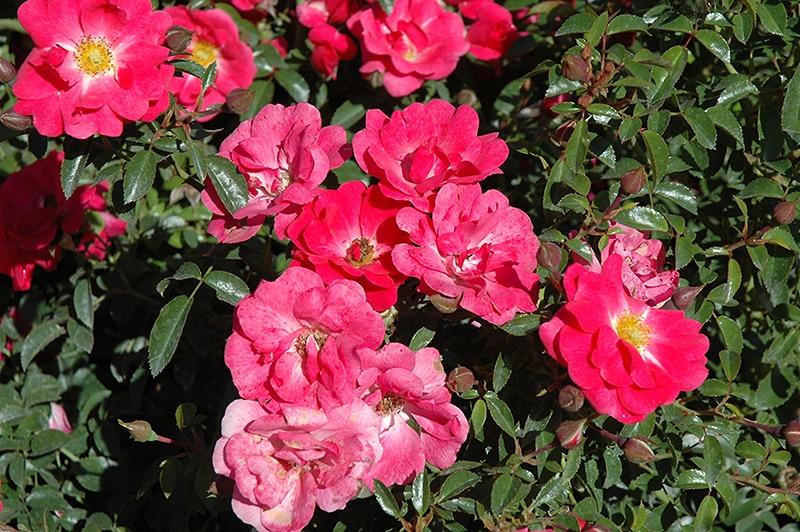 Rosa Landscape Flower Carpet Pink Supreme - View 3 from www redcrocus com