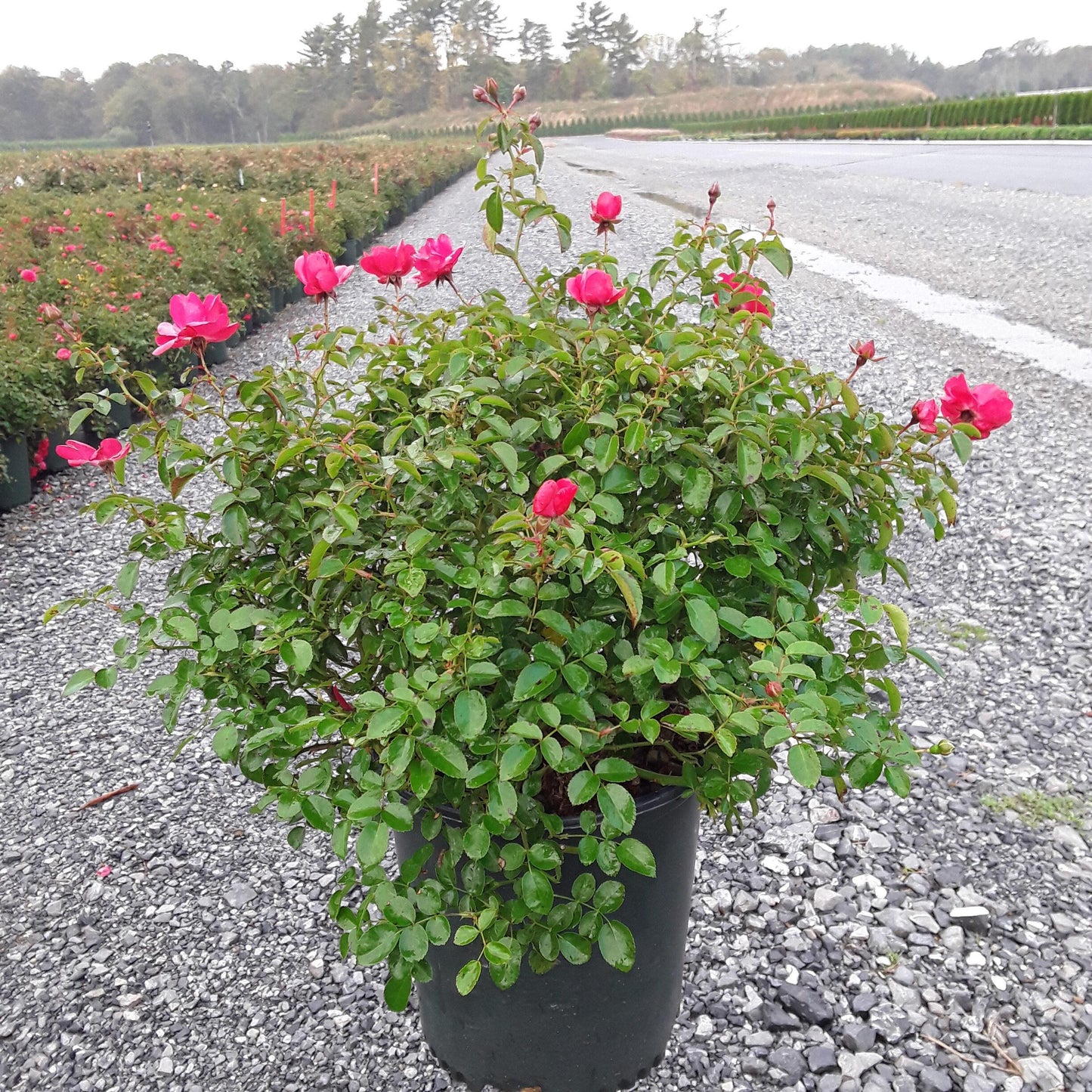 Rosa Landscape Flower Carpet Pink Supreme - View 4 from www redcrocus com